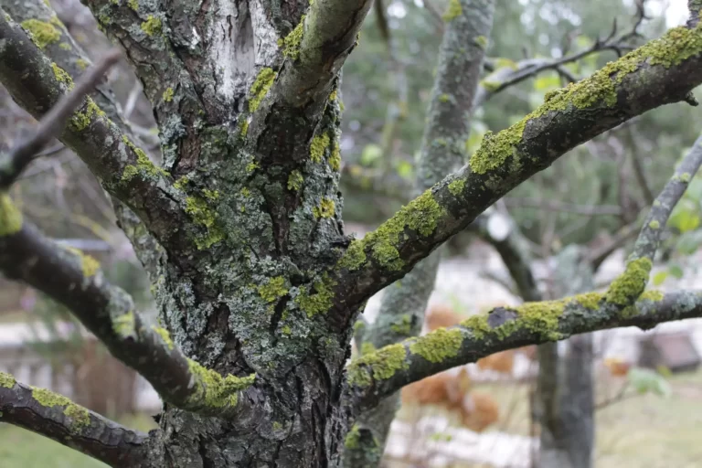 Борьба с плесенью, грибками, лишайниками