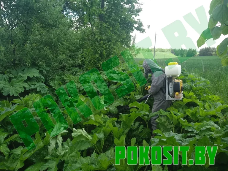 Гербицидная обработка инвазивной растительности