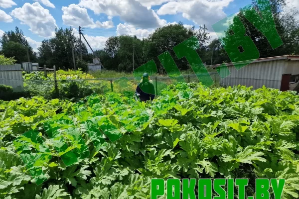 Химическая прополка