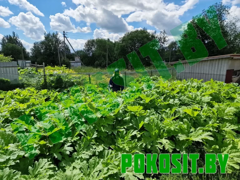 Химическая прополка